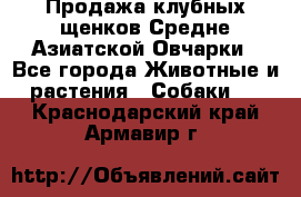 Продажа клубных щенков Средне Азиатской Овчарки - Все города Животные и растения » Собаки   . Краснодарский край,Армавир г.